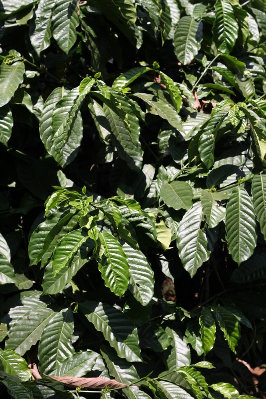 India 2010 - Coorg - Honey Valley - Growing Coffee